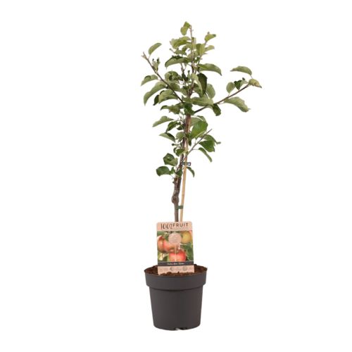 Arbre fruitier 95 cm - image 2